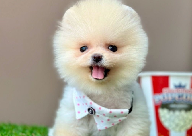 Safkan Pomeranian Boo Yavrularımız